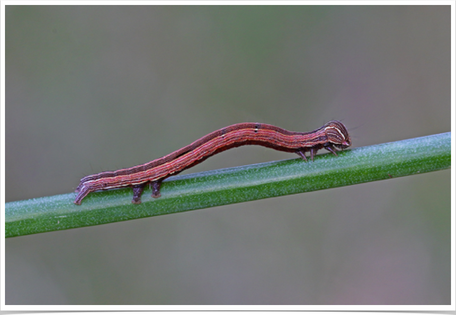 Mocis latipes
Striped Grass Looper
Choctaw County, Alabama